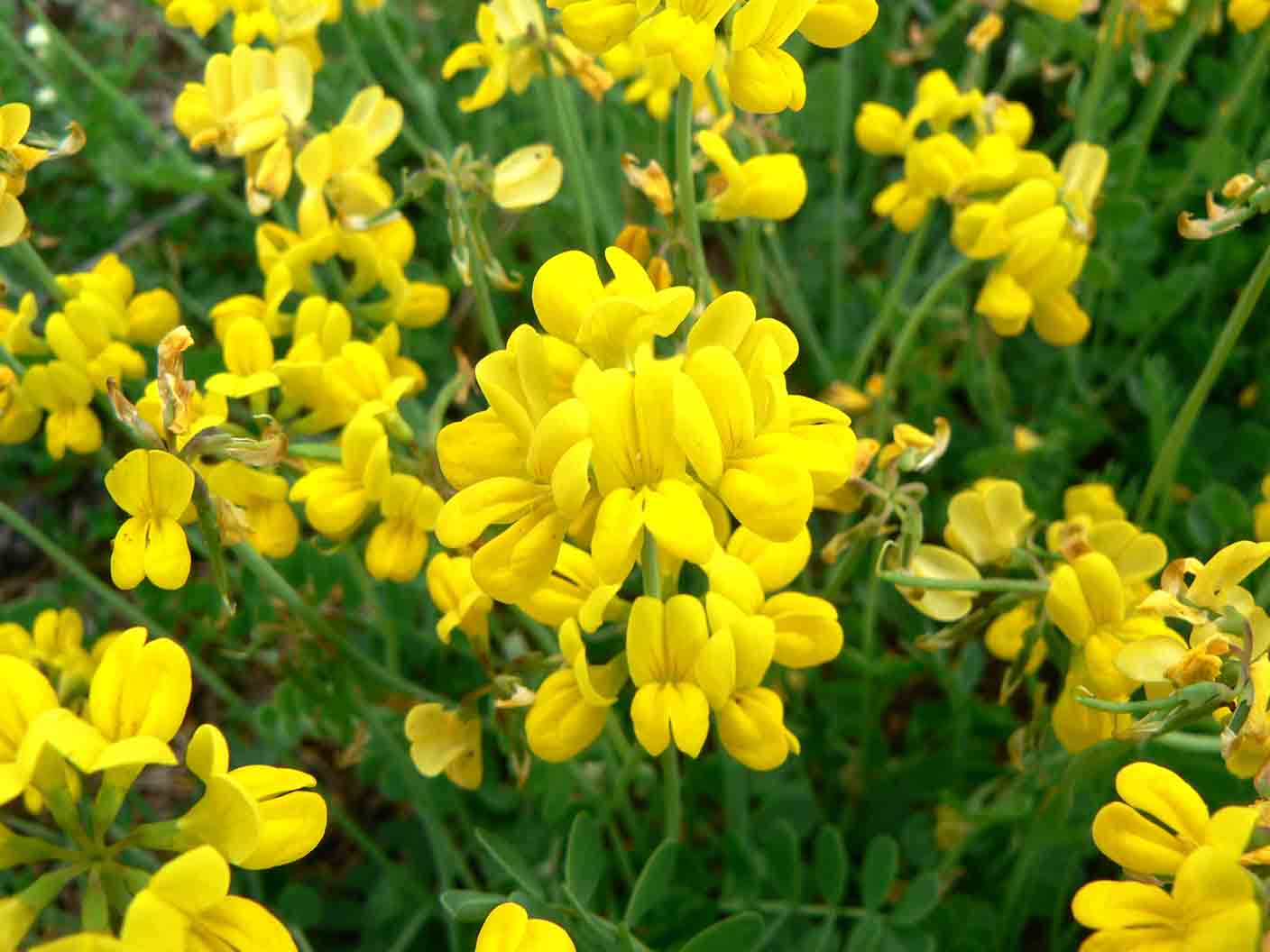 Fabacea da determinare - Coronilla sp.